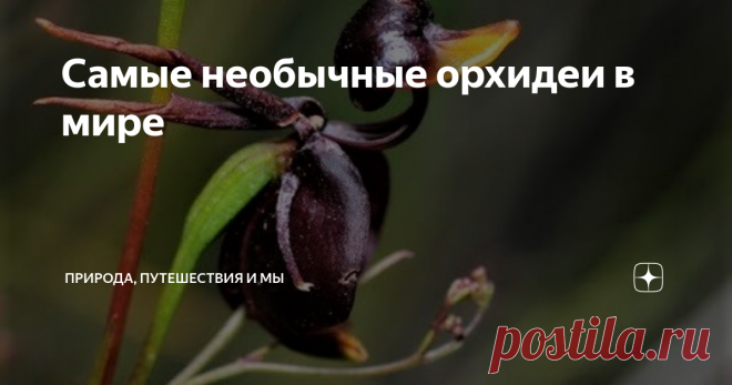 Самые необычные орхидеи в мире