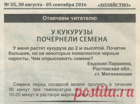 У кукурузы почернели семена