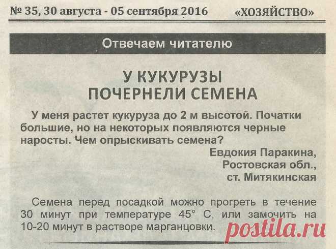 У кукурузы почернели семена