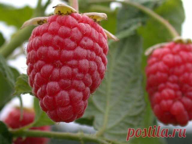 10 САМЫХ ЛУЧШИХ СОРТОВ МАЛИНЫ.