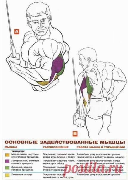 Основные упражнения на трицепсы! / Абсолютное здоровье