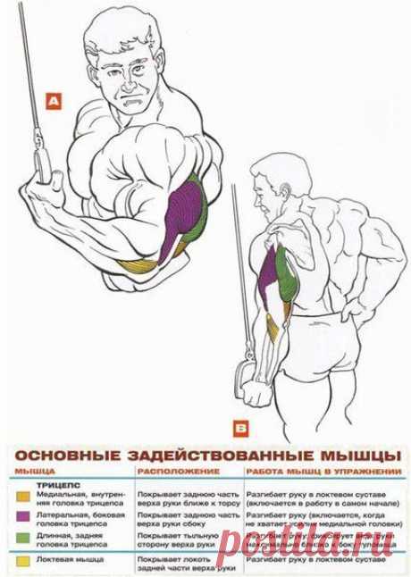 Основные упражнения на трицепсы! / Абсолютное здоровье