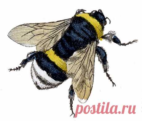 beebumble-graphicsfairy002d.jpg (513×436)