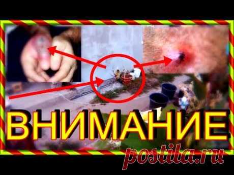 Приятного просмотра нового видео ролика:
Страшный паук пчела по имени Аргиопа Брюнниха
https://www.youtube.com/watch?v=r5v9YAQZNSc

Мы опять обнаружили огромного, страшного паука с раскраской пчелы. Имя такого страшного паука Аргиопа Брюнниха
Ключевые слова этого видео: страшный паук, паук, паук пчела, паук Аргиопа Брюнниха, Аргиопа Брюнниха