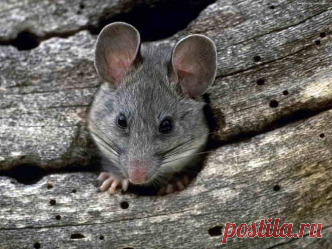 Как на даче бороться с грызунами | Дача - впрок