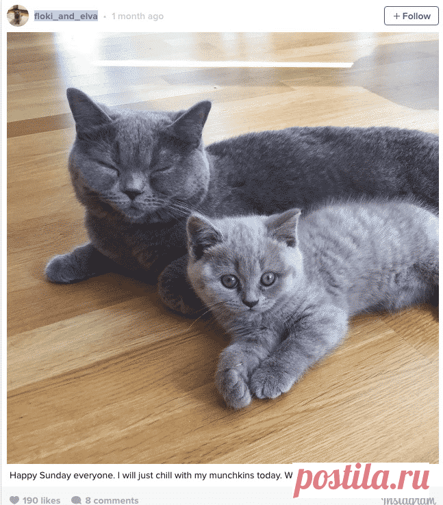 Посмотрите на эти фотографии, и вы уже никогда не захотите иметь дома кота