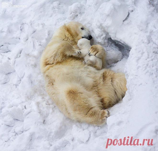 25 милейших семейных сцен из жизни животных | Лучшие истории со всего мира