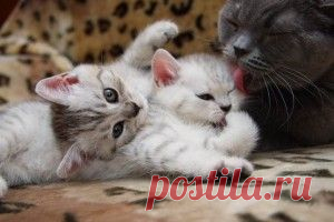 Правильный уход за домашними кошками. часть первая | LolaModa женский онлайн журнал
Кошки – существа своенравные и загадочные. У этих животных, как правило, независимый характер и повадки настоящих аристократов. Тем не менее, найти с кошкой общий язык и стать ей другом можно, главное – искренне любить животное и знать некоторые правила ухода.