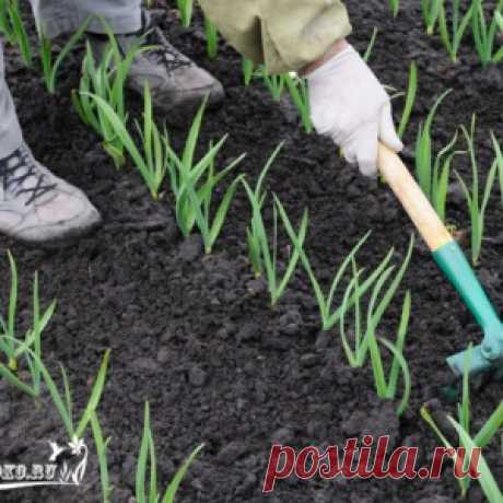 ПОДКОРМКА ЧЕСНОКА ВЕСНОЙ И ЛЕТОМ ДЛЯ ДОСТИЖЕНИЯ ВЫСОКОЙ УРОЖАЙНОСТИ