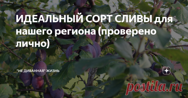 ИДЕАЛЬНЫЙ СОРТ СЛИВЫ для нашего региона (проверено лично) 
Здравствуйте, читатели моего блога ! Сегодня я расскажу Вас о великолепном плодовом дереве - СЛИВА.
Год посадки 2017. Были выкопаны огромные посадочные ямы. На дно  засыпал слой глиняной земли, потому что у нас песчаная почва.
12.07.2017 год