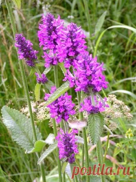 Буквица лекарственная
