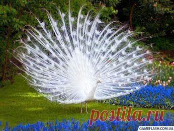 Про Фото – Чужие фотографии – Сообщество – Google+