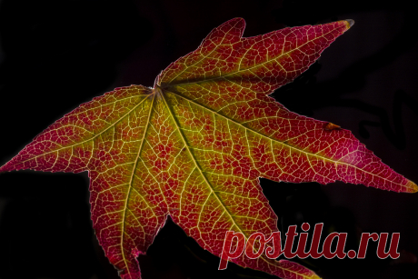 Backlit Red And Green Leaf - Explored