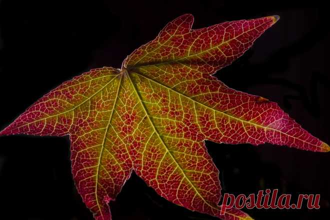 Backlit Red And Green Leaf - Explored