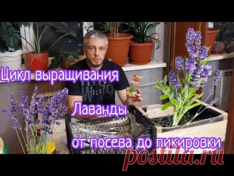 Лаванда из семян в домашних условиях без стратификации.