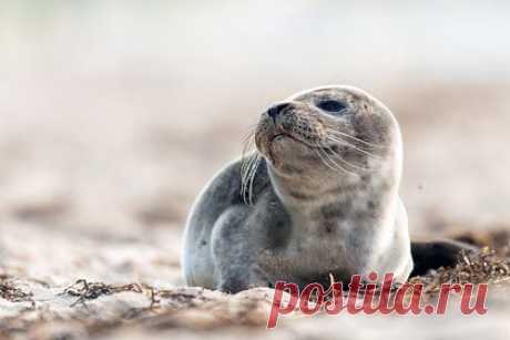 Количество погибших тюленей на побережье Каспийского моря выросло. Количество погибших тюленей на побережье Каспийского моря в Дагестане выросло до 1,7 тысячи. Об этом сообщил гендиректор Каспийского природоохранного центра Заур Гапизов. Он также предположил, что тюлени погибли примерно две недели назад. Признаков насильственной смерти не нашли.