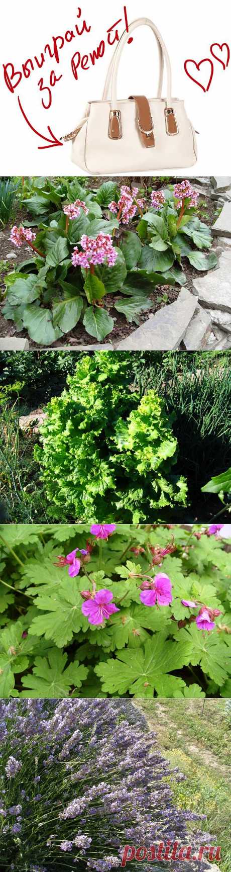 Декоративные свойства овощных растений: группы по продолжительности жизни. Выиграйте стильную сумку от интернет-магазина Клуб Красоты, разместив любой пост с сайта 7dach.ru в Постиле. Чем больше постов - тем выше шансы. Розыгрыш состоится в понедельник, 16 декабря. В акции участвуют все посты, которые содержат этот текст и фото сумки!