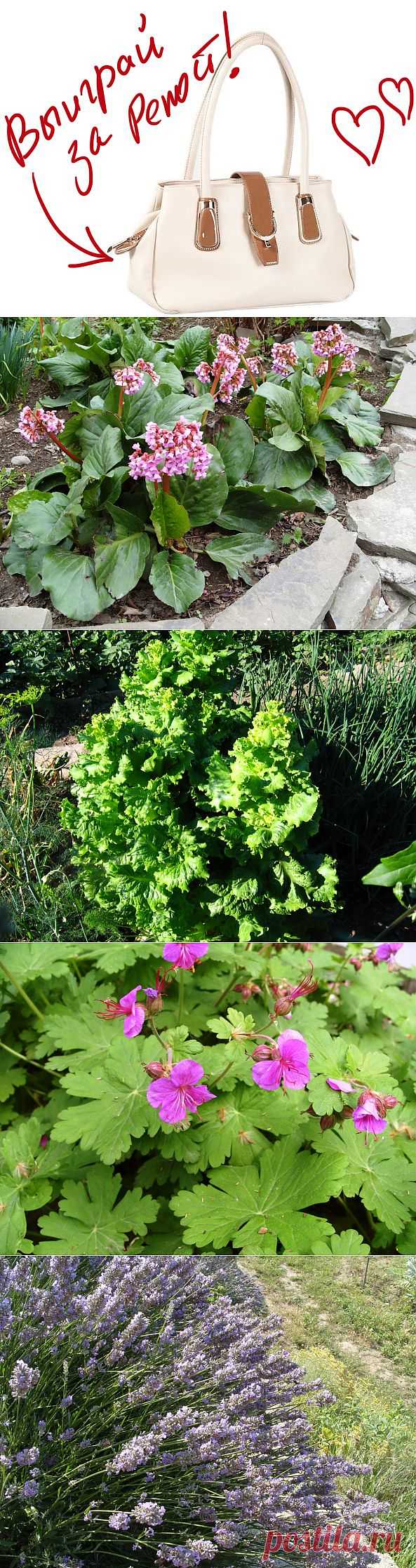 Декоративные свойства овощных растений: группы по продолжительности жизни. Выиграйте стильную сумку от интернет-магазина Клуб Красоты, разместив любой пост с сайта 7dach.ru в Постиле. Чем больше постов - тем выше шансы. Розыгрыш состоится в понедельник, 16 декабря. В акции участвуют все посты, которые содержат этот текст и фото сумки!