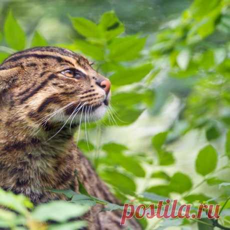 Кошка-Рыболов или Виверровый кот: 25+ фото Крапчатой, цена