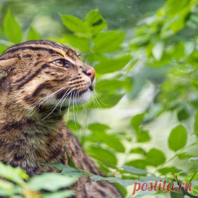 Кошка-Рыболов или Виверровый кот: 25+ фото Крапчатой, цена