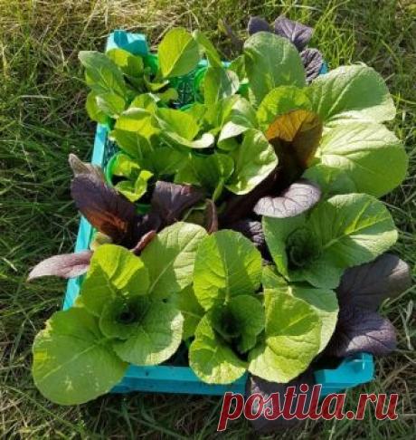 Секреты выращивания пекинской капусты – никаких стрелок! | Личный опыт (Огород.ru)