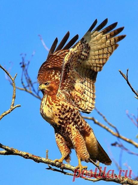 Red-tailed Hawk | Birds of a Feather...