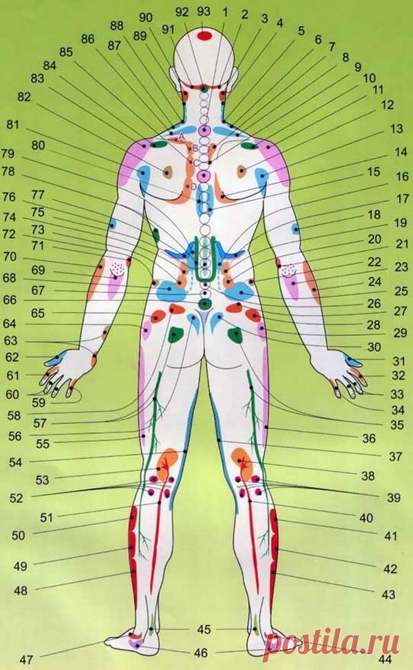 Проекционные зоны внутренних органов на теле человека по Огулову — узнайте себя лучше!