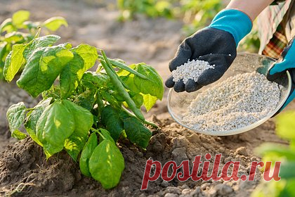 Россиянам рассказали о запрещенных для обработки дачного участка удобрениях