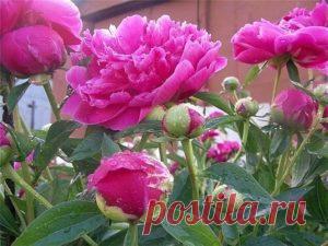 Пионы отцвели — что делать? Ошибки цветоводов | Тут еда и лучшие рецепты