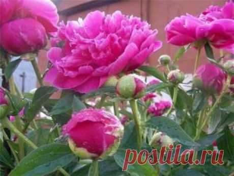 Пионы отцвели — что делать? Ошибки цветоводов | Тут еда и лучшие рецепты