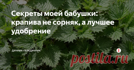 Секреты моей бабушки: крапива не сорняк, а лучшее удобрение Есть в наших огородах (или рядом с ними) растение, которое используется не так часто. А напрасно. Природа щедро наделила его целым «букетом» минеральных и микроэлементов, витаминов, аминокислот. Речь идет о  знакомой всем с детства крапиве.
Когда моя бабушка заявила, что каждому в своем саду нужен крапивный куст, я подумала – ну вот, очередная блажь. И только когда подросла, узнала, как она распор