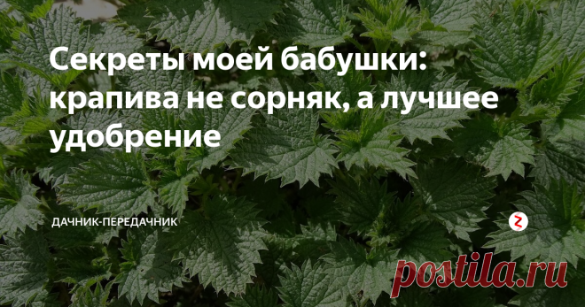 Секреты моей бабушки: крапива не сорняк, а лучшее удобрение Есть в наших огородах (или рядом с ними) растение, которое используется не так часто. А напрасно. Природа щедро наделила его целым «букетом» минеральных и микроэлементов, витаминов, аминокислот. Речь идет о  знакомой всем с детства крапиве.
Когда моя бабушка заявила, что каждому в своем саду нужен крапивный куст, я подумала – ну вот, очередная блажь. И только когда подросла, узнала, как она распор