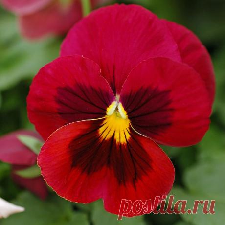 Я люблю ✿ ЦВЕТЫ ✿ | I ♥ Flowers