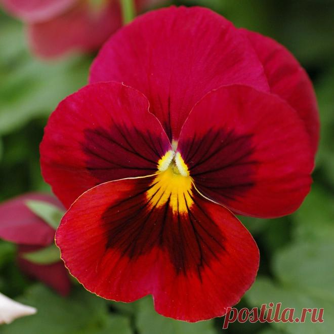 Я люблю ✿ ЦВЕТЫ ✿ | I ♥ Flowers