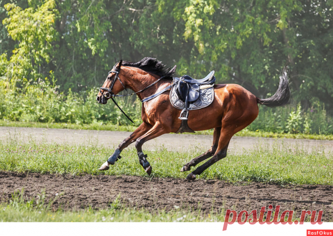 Фото: Конь. Фотограф Сан Саныч. Спорт - Фотосайт Расфокус.ру