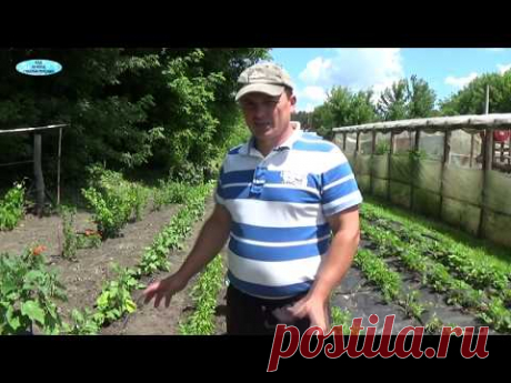 СЛАДКИЙ ПЕРЕЦ ПОЖЕЛТЕЛ И НЕ РАСТЁТ? ЧТО НУЖНО СДЕЛАТЬ.