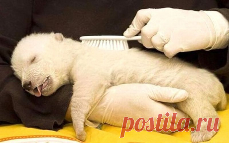 Фотографии на которые нельзя смотреть равнодушно | Домашняя аптечка