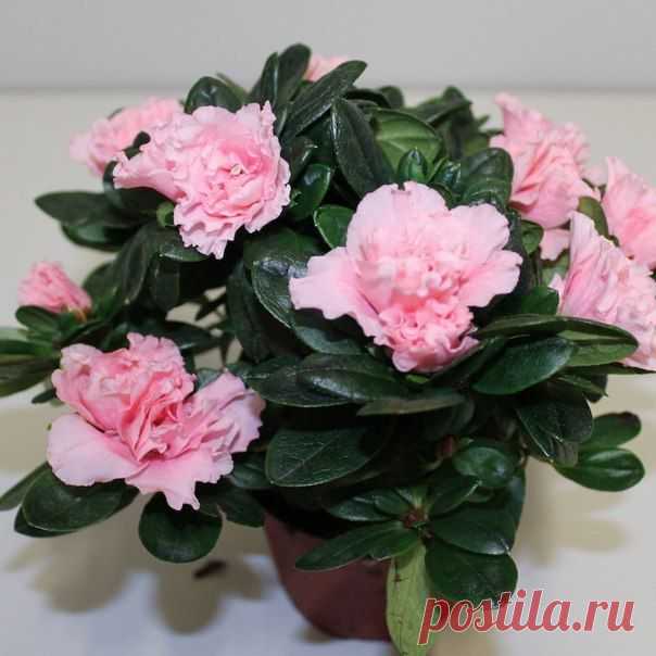 Секреты выращивания азалий