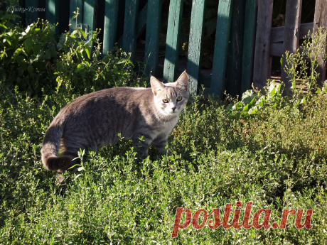 По старой народной традиции… 20 сентября… | Кошки &amp; Коты
🐈 Кошки каждый день – 20 сентября ✨ 

✧ Автор текста и фото – Нина Стрелкова ✧ 
По старой народной традиции сегодня, 20 сентября, на кошку возлагали большую ответственность. Она должна была определить пол будущего ребенка...