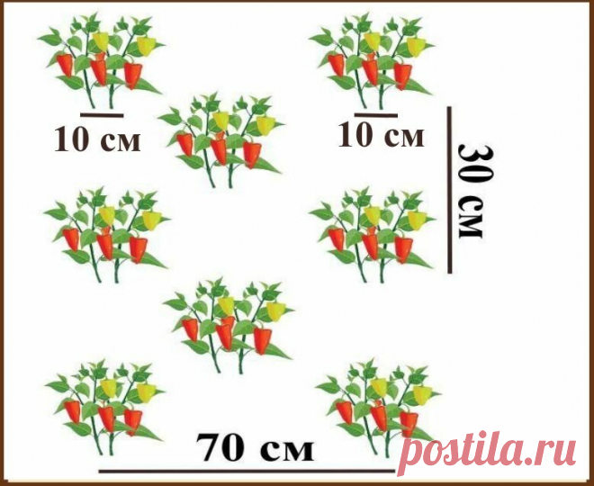 Перцы любят тесноту — схема оптимальной высадки в грунт | Маленький сад на краю Вселенной | Яндекс Дзен