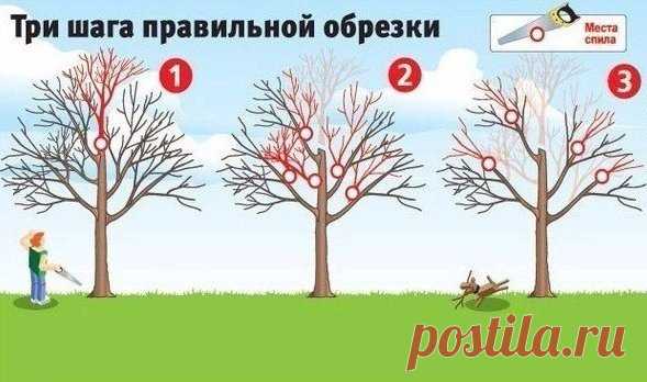 Три шага правильной обрезки!