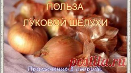 Польза луковой шелухи.Применение в огороде.