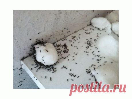 ИЗБАВЬТЕСЬ ОТ МУРАВЬЕВ В ДОМЕ!Самый простой способ
В доме могут внезапно появиться целые полчища муравьев. К счастью, есть способ борьбы с этими мелкими незваными квартирантами.
Они любят полакомиться крекерами, печеньем, хлебом, фруктами и, конечно, сахаром. К счастью, их любовь к сладкому можно использовать против них. Их можно выловить при помощи ловушки с простым сахарным сиропом. В него можно добавить специальное средство, который поможет уничтожить всю муравьиную колонию.
Один из самых про