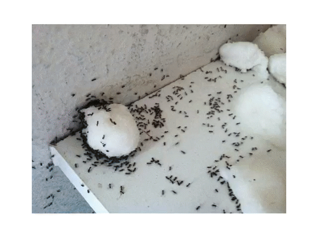 ИЗБАВЬТЕСЬ ОТ МУРАВЬЕВ В ДОМЕ!Самый простой способ
В доме могут внезапно появиться целые полчища муравьев. К счастью, есть способ борьбы с этими мелкими незваными квартирантами.
Они любят полакомиться крекерами, печеньем, хлебом, фруктами и, конечно, сахаром. К счастью, их любовь к сладкому можно использовать против них. Их можно выловить при помощи ловушки с простым сахарным сиропом. В него можно добавить специальное средство, который поможет уничтожить всю муравьиную колонию.
Один из самых про