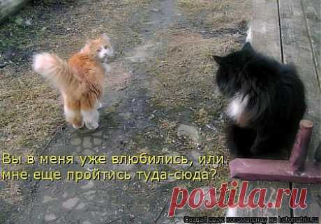 Вы в меня уже влюбились ? Или мне еще пройтись туда-сюда ?
