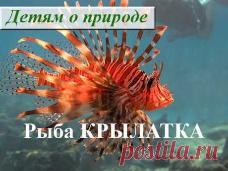 Рыба КРЫЛАТКА в Красном море. Рыба-зебра. Полосатая крылатка. Рыба-лев - YouTube