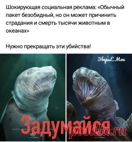 #всероссийское_зоозащитное_движение