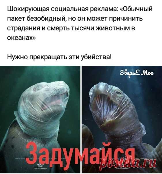 #всероссийское_зоозащитное_движение