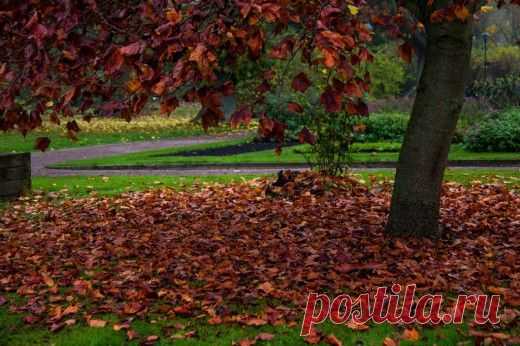 Календарь цветовода на ноябрь.

В ноябре предчувствие финала садового сезона наполняет сердца грустью. Но пока все садоводы активно планируют будущие посадки и мечтают о еще не близком, но таком желанном приходе весны, работ на участке более чем достаточно.