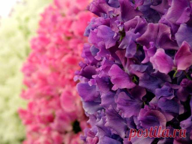 Душистый горошек
sweet pea flowers - Google Search | Lilacs, Peonies, Daffodils | Pint…